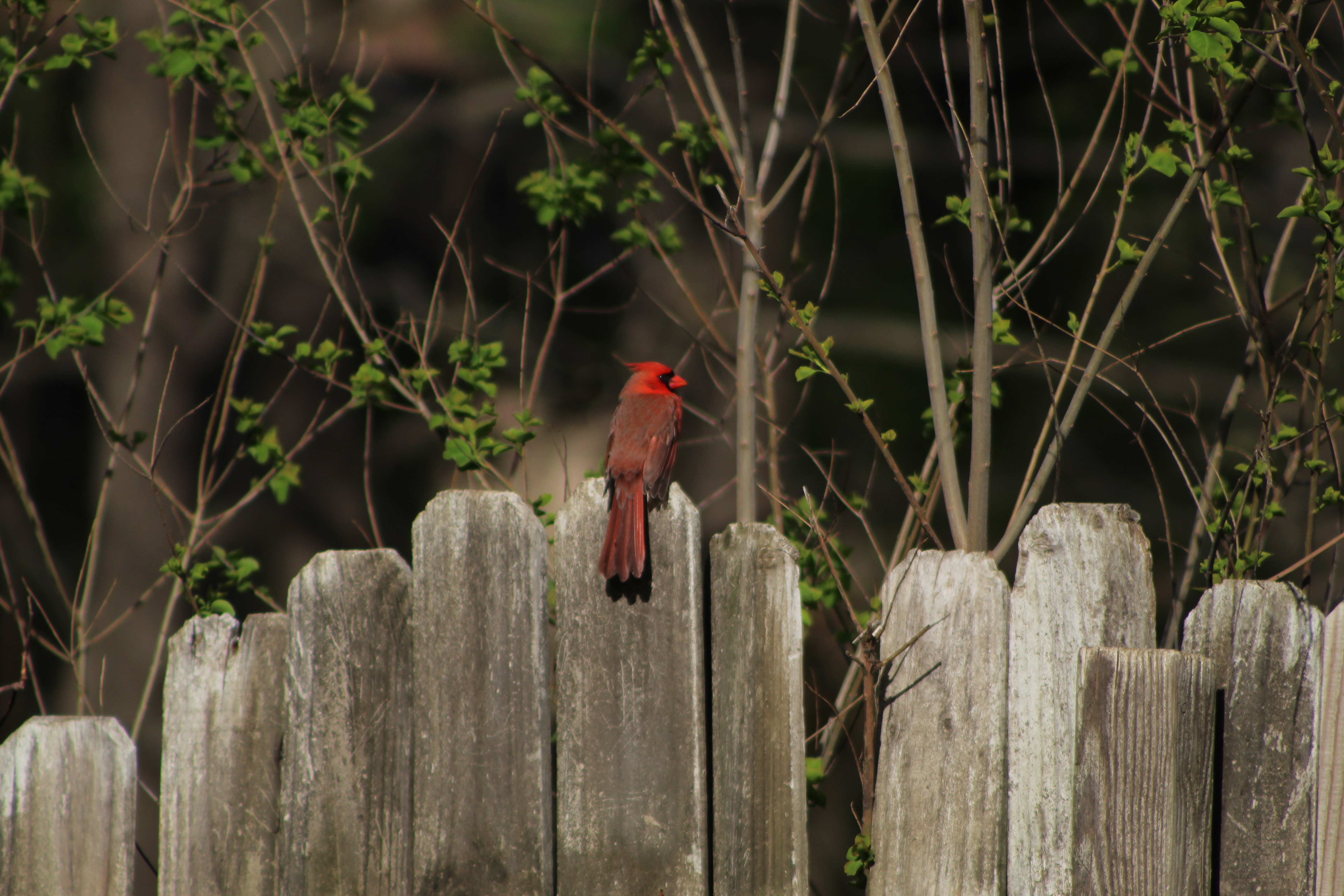 /_nuxt/cardinal.D2ppobei.jpg